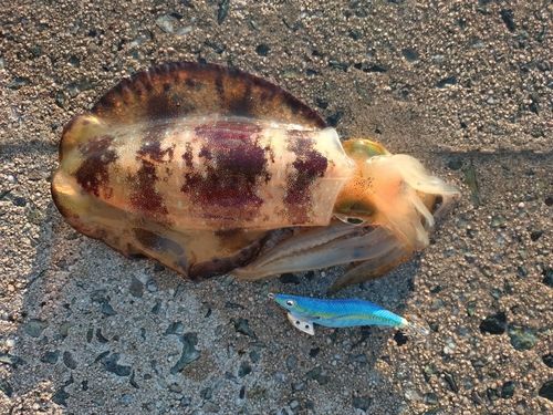 アオリイカの釣果