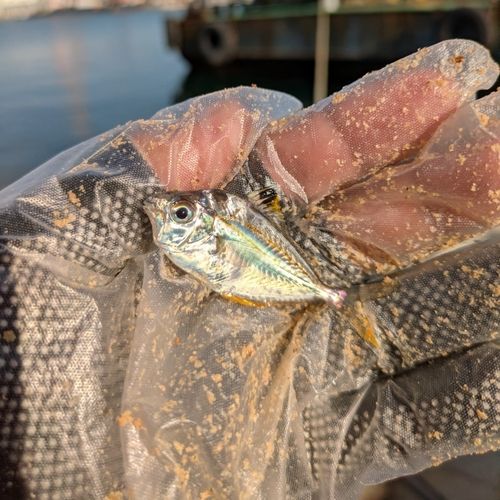 ヒイラギの釣果