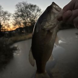 ラージマウスバス