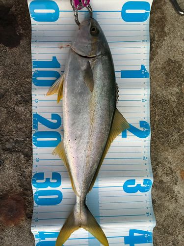 ヒラマサの釣果