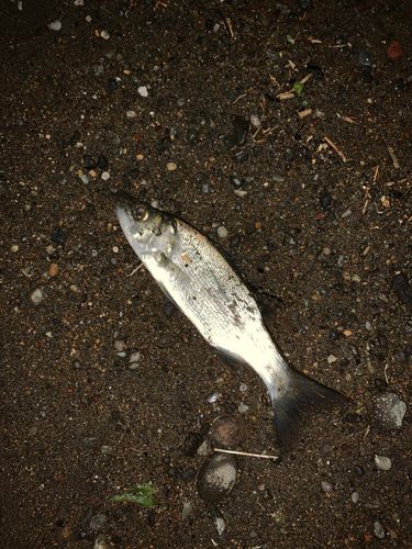 セイゴ（マルスズキ）の釣果