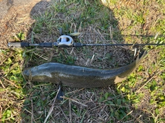 ライギョの釣果