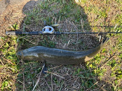 ライギョの釣果