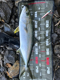 ヒラマサの釣果