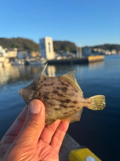 カワハギの釣果