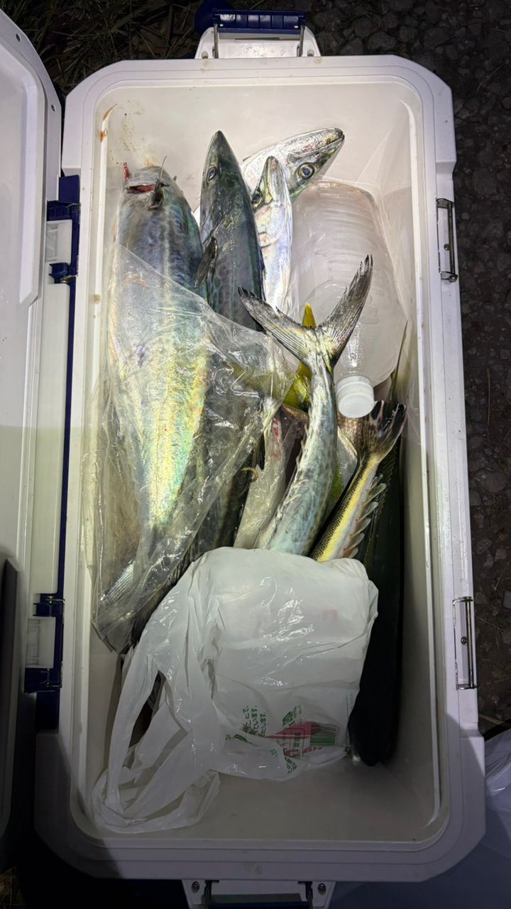 SHIMANO ディアルーナ BS S610Mの最安値・インプレ・釣果 | 本音の