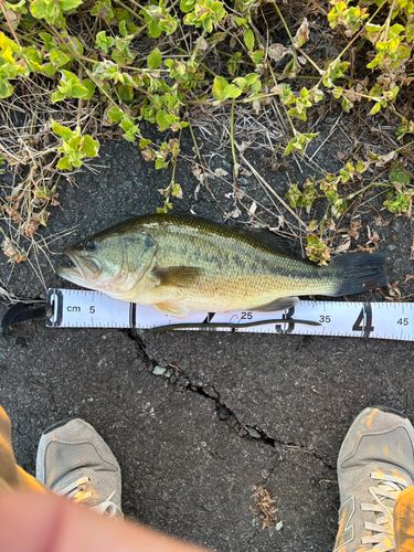 ブラックバスの釣果
