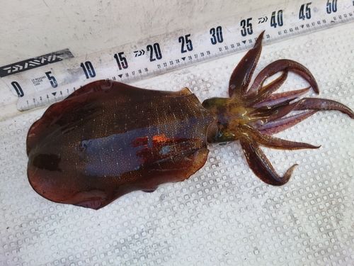 アオリイカの釣果