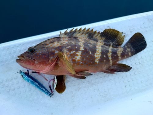 キジハタの釣果