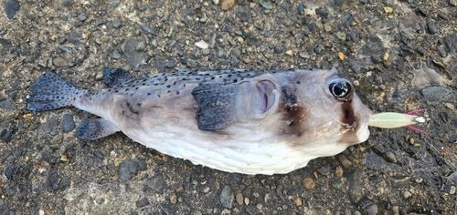 ハコフグの釣果
