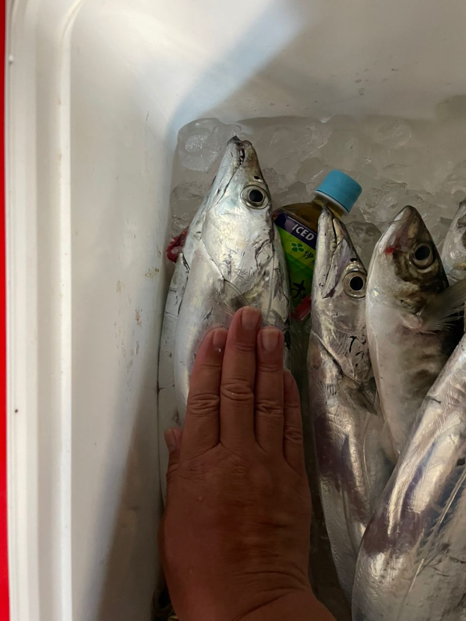 ジギング見習いさんの釣果 2枚目の画像