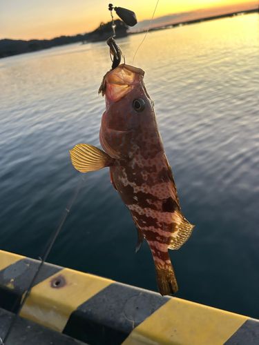 キジハタの釣果