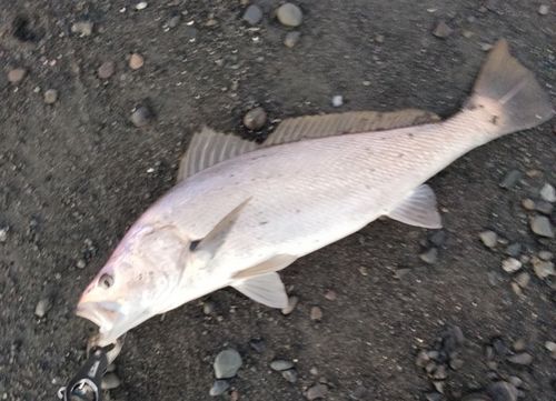オオニベの釣果