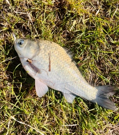 ヘラブナの釣果