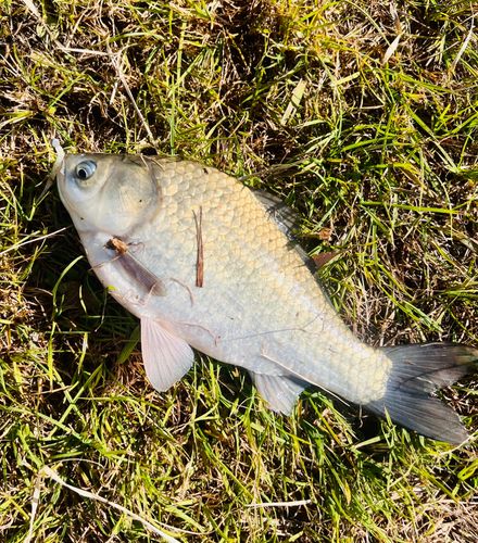 ヘラブナの釣果