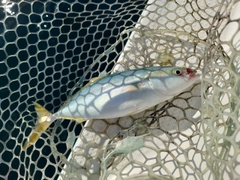 コゾクラの釣果