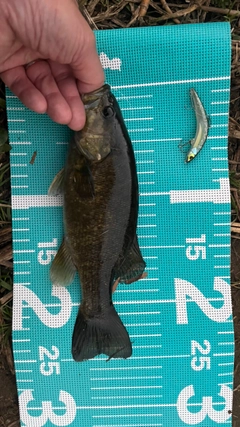 スモールマウスバスの釣果