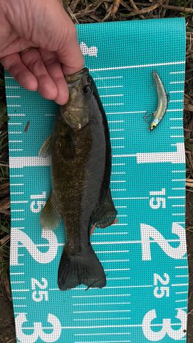 スモールマウスバスの釣果