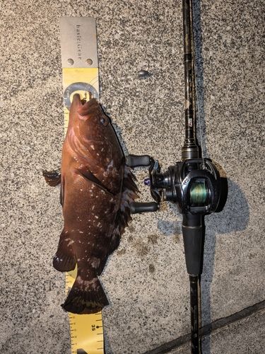 キジハタの釣果