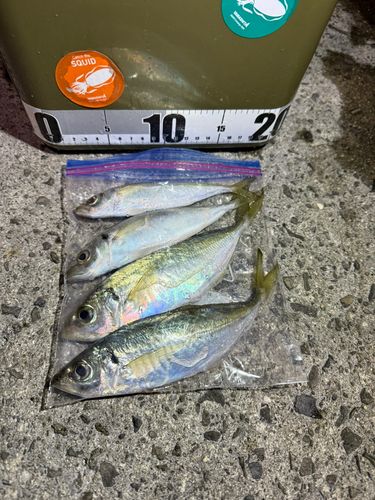 アジの釣果