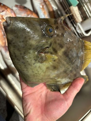 カワハギの釣果