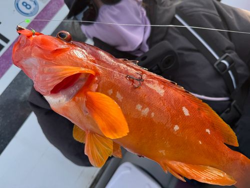 アカハタの釣果