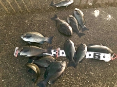 グレの釣果