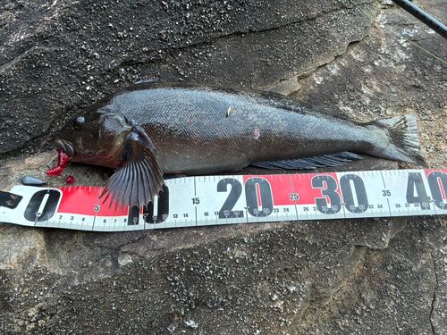 アイナメの釣果