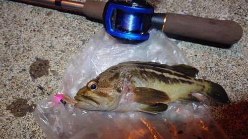 シマゾイの釣果