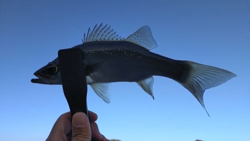 セイゴ（ヒラスズキ）の釣果