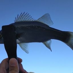 セイゴ（ヒラスズキ）