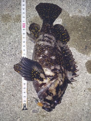 ムラソイの釣果