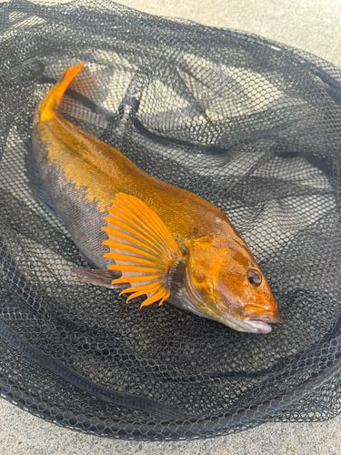 アイナメの釣果