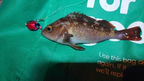 エゾメバルの釣果