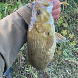 スモールマウスバス