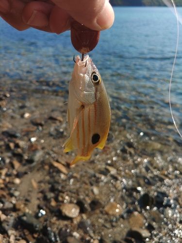 ニセクロホシフエダイの釣果