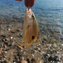 ニセクロホシフエダイ