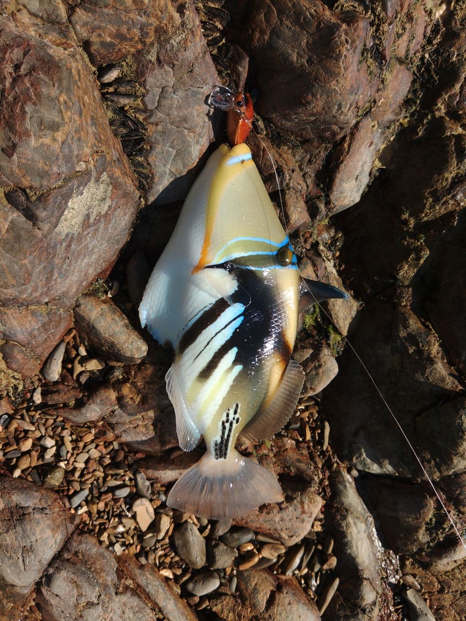 ムラサメモンガラ