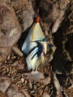 ムラサメモンガラの釣果