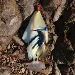 ムラサメモンガラ