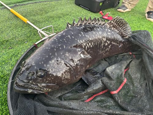 タマカイの釣果