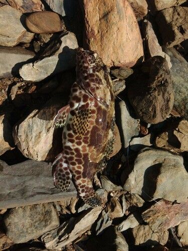 カンモンハタの釣果