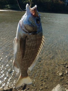 ミナミクロダイの釣果