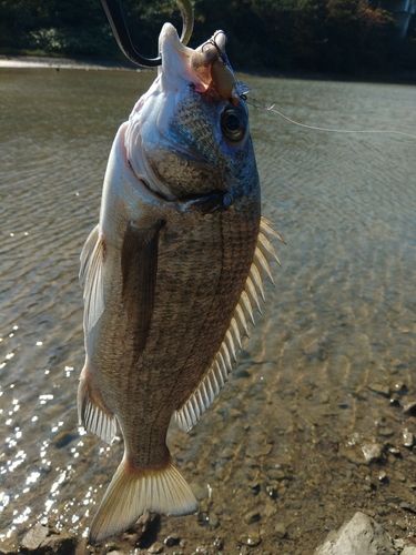 ミナミクロダイの釣果