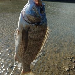 ミナミクロダイ