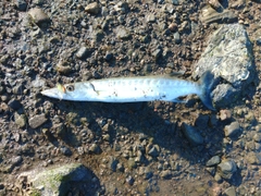 オニカマスの釣果