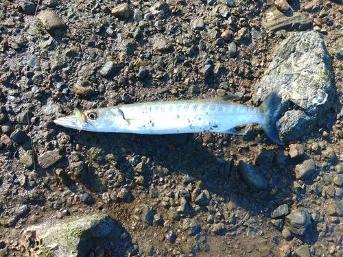 オニカマスの釣果