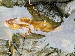 アイナメの釣果