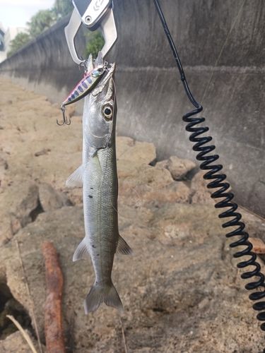 オニカマスの釣果