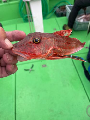 ホウボウの釣果